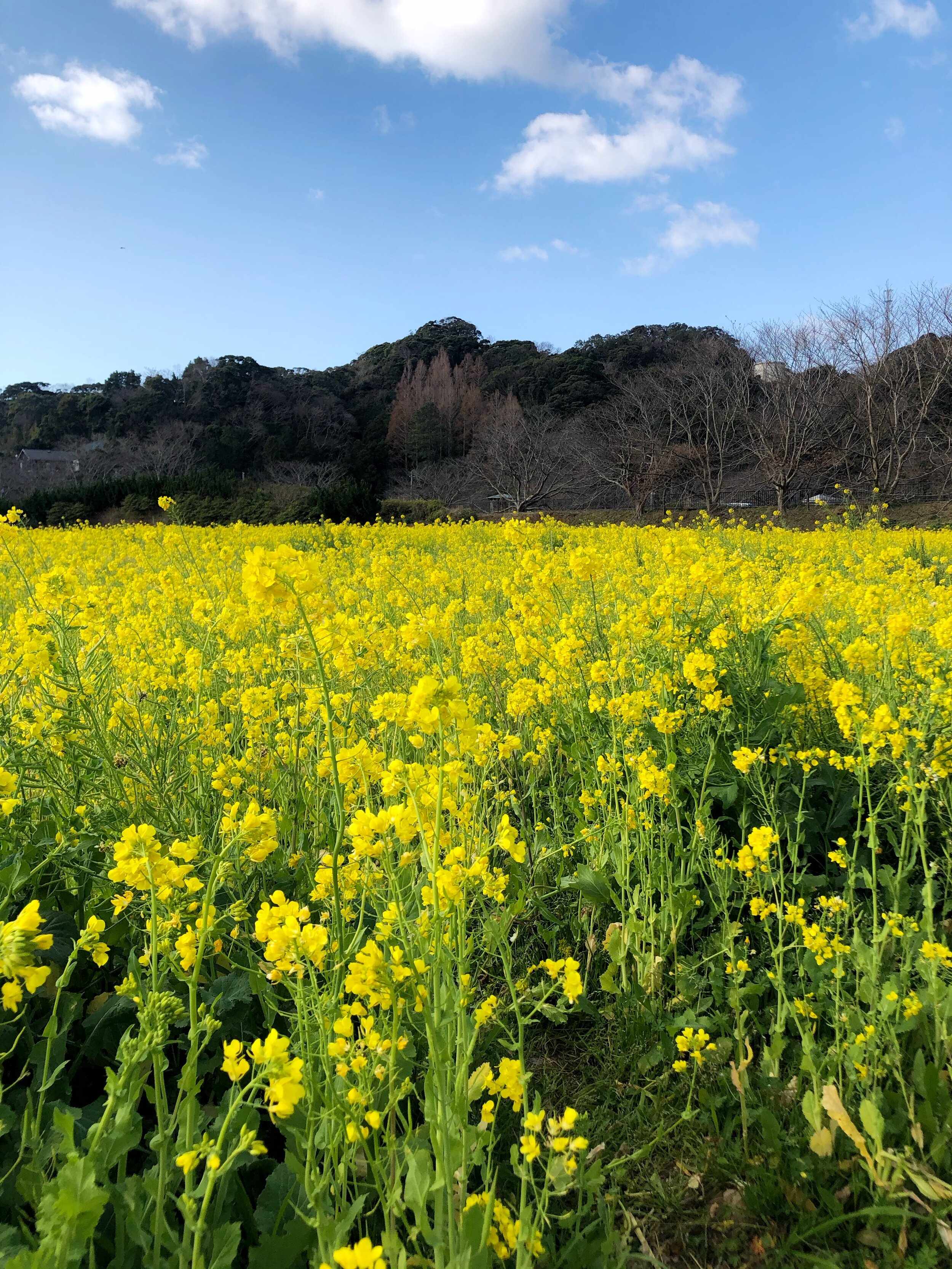 🌸 남쪽의 벚꽃과 유채꽃 축제 (미나미노사쿠라와 나노하나 마츠리) 이미지 8
